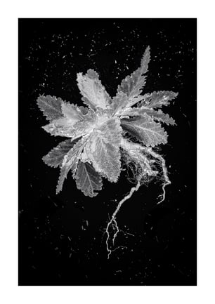 Marg_Leddin.A1.plantine.3