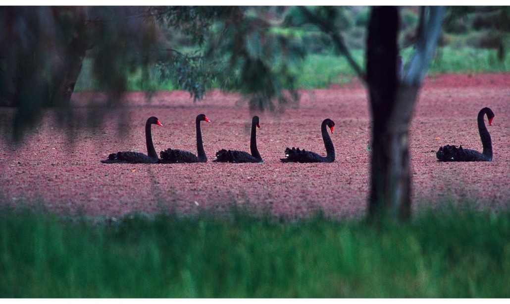 Black swans, Australia