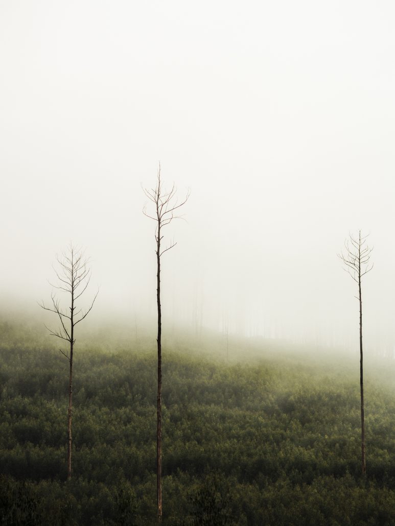 'The Mist' - Image by Stella Nguyen
